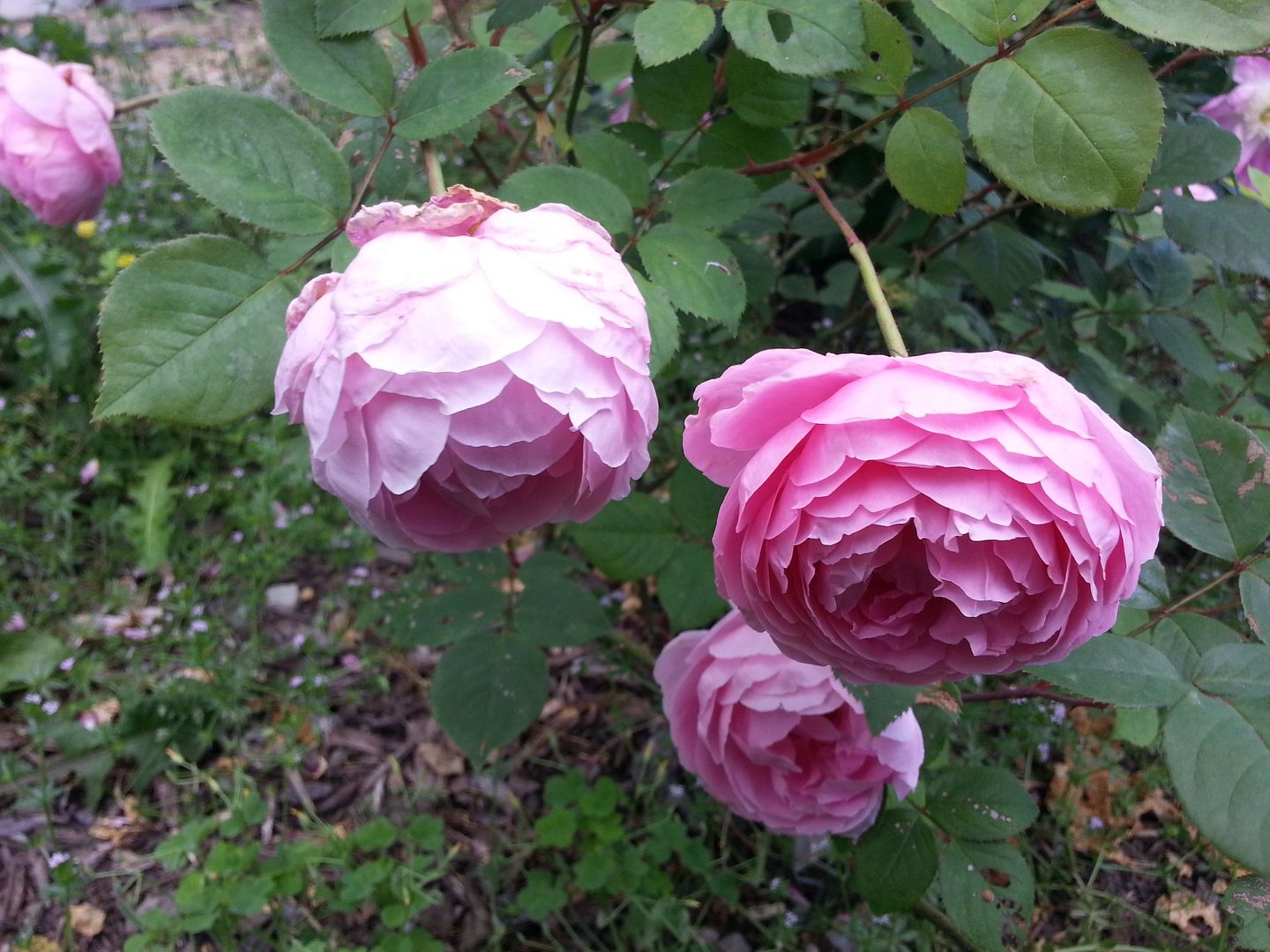 the reeve photo 20130523_180356_zpsf9045c8e.jpg